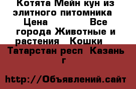Котята Мейн-кун из элитного питомника › Цена ­ 20 000 - Все города Животные и растения » Кошки   . Татарстан респ.,Казань г.